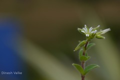 Cerastium glomeratum